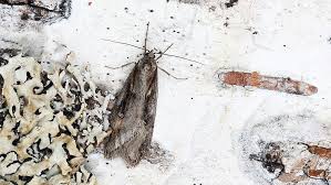 Attēlu rezultāti vaicājumam “Semioscopis oculella”