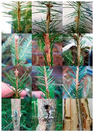 Attēlu rezultāti vaicājumam “Neonectria fuckeliana”