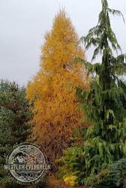 Attēlu rezultāti vaicājumam “Larix decidua”