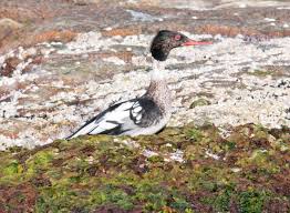 Attēlu rezultāti vaicājumam “Mergus serrator”