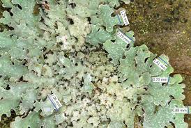 Attēlu rezultāti vaicājumam “Parmelia serrana”