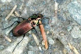 Attēlu rezultāti vaicājumam “Poecilus versicolor”
