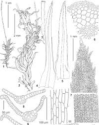 Attēlu rezultāti vaicājumam “Bryoerythrophyllum recurvirostrum”