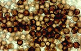 Attēlu rezultāti vaicājumam “Didymium bahiense macro”