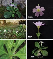 Attēlu rezultāti vaicājumam “Primulaceae”