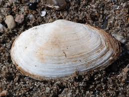 Attēlu rezultāti vaicājumam “Mya arenaria”