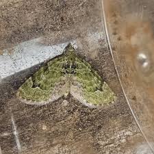 Attēlu rezultāti vaicājumam “Chloroclystis v-ata”