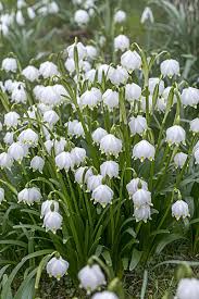 Attēlu rezultāti vaicājumam “Leucojum vernum var. vernum flower”