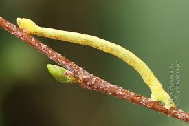 Attēlu rezultāti vaicājumam “Electrophaes corylata”