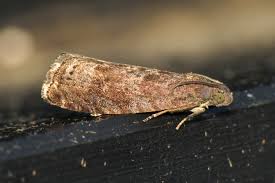 Attēlu rezultāti vaicājumam “Grapholita funebrana”