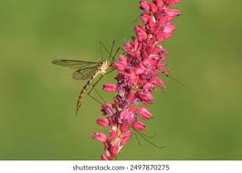 Attēlu rezultāti vaicājumam “Tipulidae female”