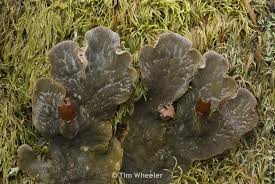 Attēlu rezultāti vaicājumam “Peltigera canina”