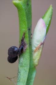 Attēlu rezultāti vaicājumam “Lamproderma arcyrioides macro”