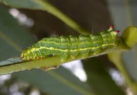 Attēlu rezultāti vaicājumam “Ptilodon capucina imago”