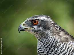 Attēlu rezultāti vaicājumam “Accipiter gentilis adult”