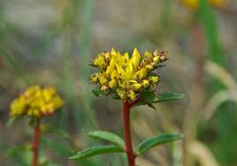 Attēlu rezultāti vaicājumam “Sedum aizoon”