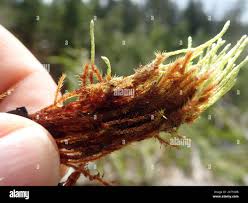 Attēlu rezultāti vaicājumam “Philonotis fontana”