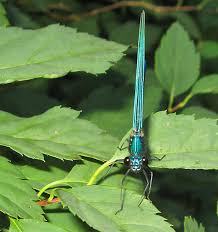 Attēlu rezultāti vaicājumam “Sacchiphantes abietis exuvia”