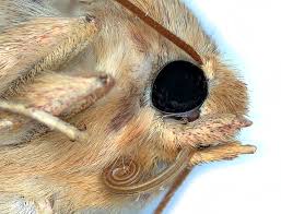 Attēlu rezultāti vaicājumam “Enargia paleacea”