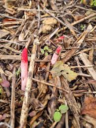 Attēlu rezultāti vaicājumam “Mutinus ravenelii”