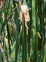 Attēlu rezultāti vaicājumam “Typha latifolia”