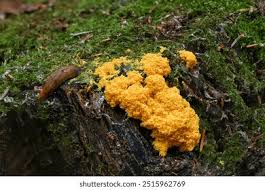 Attēlu rezultāti vaicājumam “myxomicetes”