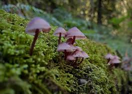 Attēlu rezultāti vaicājumam “Craterocolla cerasi”