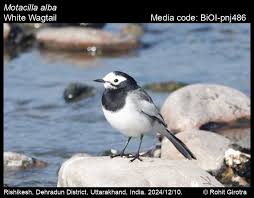 Image result for Motacilla alba