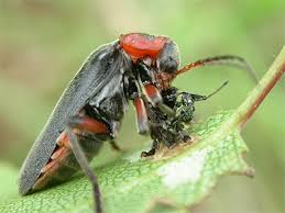 Attēlu rezultāti vaicājumam “Cantharis rustica”