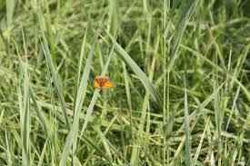 Attēlu rezultāti vaicājumam “Lycaena dispar underside”