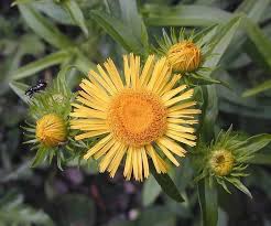 Attēlu rezultāti vaicājumam “Inula britannica”