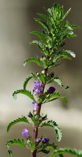 Image result for Dracocephalum moldavicum