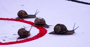 Image result for World Snail Racing Championships