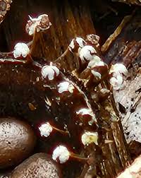 Attēlu rezultāti vaicājumam “Physarum, Nannengaella sp.”