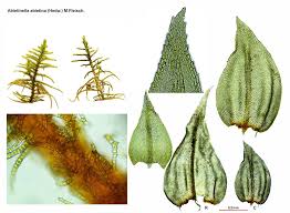 Attēlu rezultāti vaicājumam “Hygroamblystegium humile”