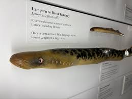 Attēlu rezultāti vaicājumam “Lampetra fluviatilis”