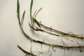 Attēlu rezultāti vaicājumam “Elytrigia repens subsp. arenosa”