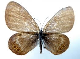 Attēlu rezultāti vaicājumam “Coenonympha hero underside”