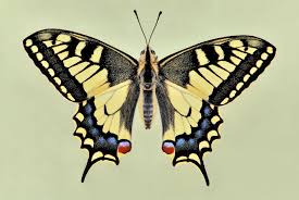 Attēlu rezultāti vaicājumam “Papilio machaon upperside”