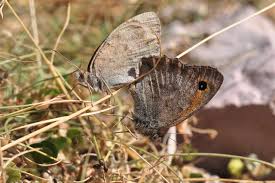 Attēlu rezultāti vaicājumam “Hyponephele lycaon male”