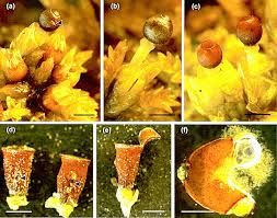 Attēlu rezultāti vaicājumam “Ephemerum serratum sporophyte”