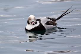 Attēlu rezultāti vaicājumam “Clangula hyemalis male”