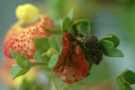 Attēlu rezultāti vaicājumam “Trichia botrytis var. cerifera stalked”