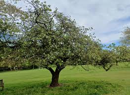 Attēlu rezultāti vaicājumam “Cydonia oblonga”