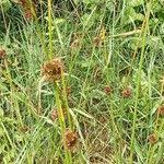 Attēlu rezultāti vaicājumam “Juncus conglomeratus fruit”