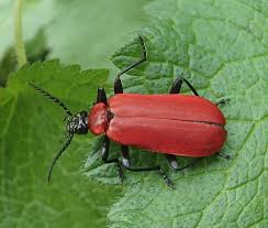 Attēlu rezultāti vaicājumam “Pyrochroa coccinea”