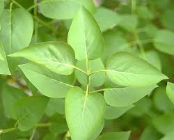 Attēlu rezultāti vaicājumam “Syringa vulgaris fruit”