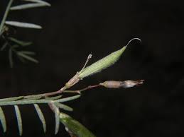 Attēlu rezultāti vaicājumam “Astragalus arenarius leaf”