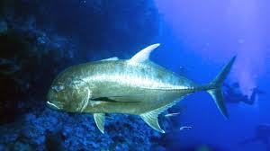 Image result for Caranx ignobilis