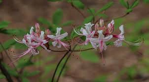 Attēlu rezultāti vaicājumam “Rhododendron periclymenoides”